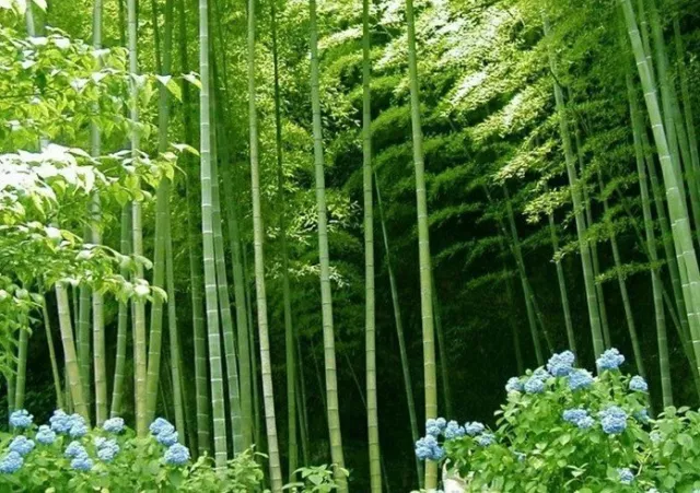 MOSO BAMBOO (Phyllostachys pubescens) 100 seeds SALES