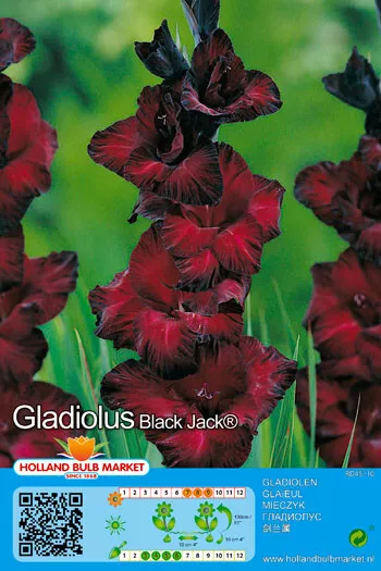 @ (◕‿◕)\@ Gladiolus - Gladiole " Black Jack " ( 5 Blumenzwiebeln 8/10)