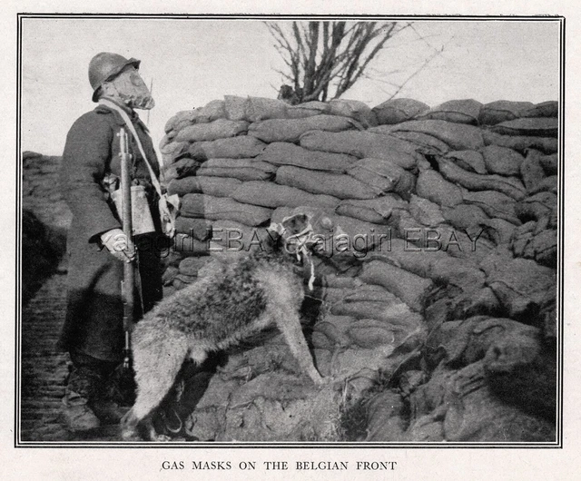 DOG Airedale Terrier War Dog Wears Gas Mask in Trench Battlefield, Antique Print