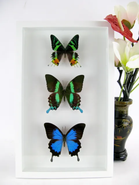 3 real beautiful and huge butterflies in the XXl showcase - single piece - 31