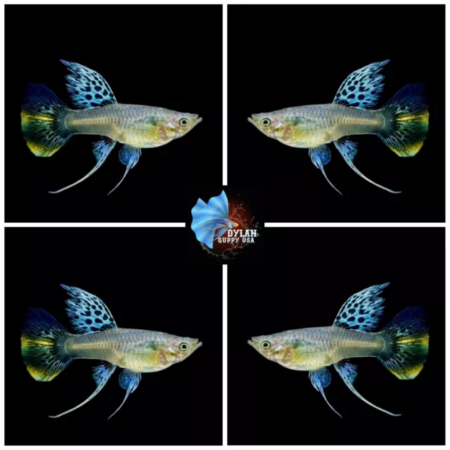 1 Female - Tiger King Cobra Ribbon - High Quality Live Guppy Fish - USA SELLER