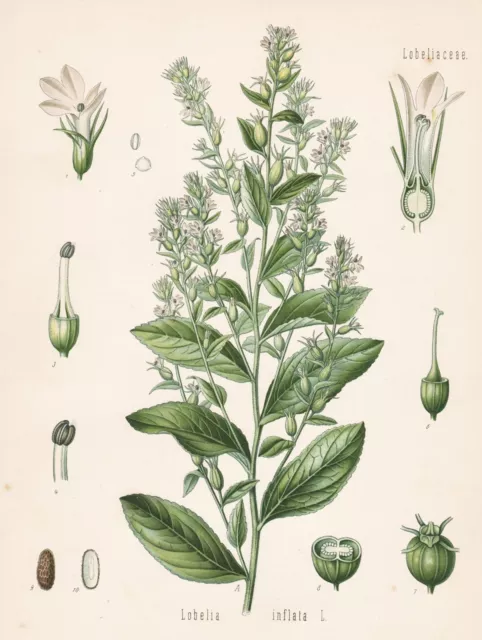 Lobelia inflata Lobelie tabak Indian tobacco Heifplanze Müller Köhler Litho