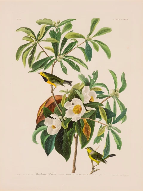 Bird - Flower Decorative Poster. Fine Graphic Art. Wall Interior Design. 2430