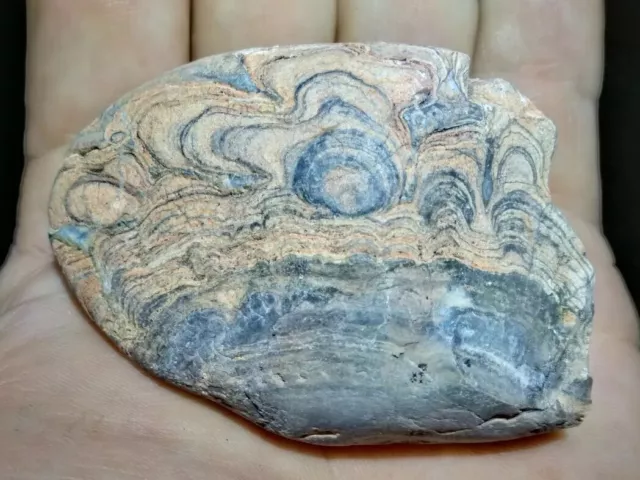 3.66 oz Stromatolite   Fossil Arizona Lapidary Bullhead City