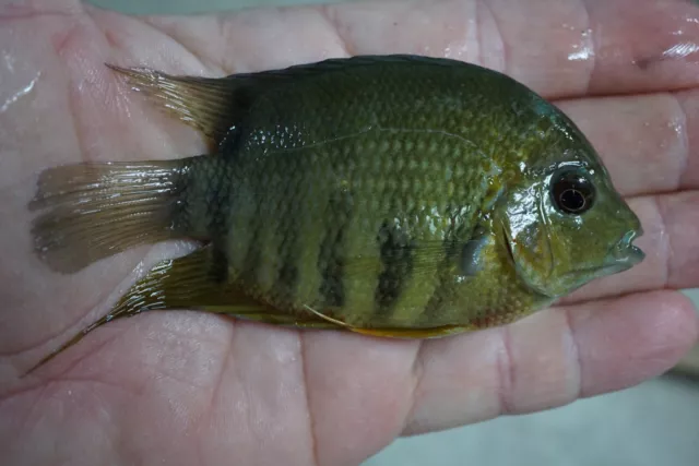 Orange Shoulder Severum 3 To 4 Inches
