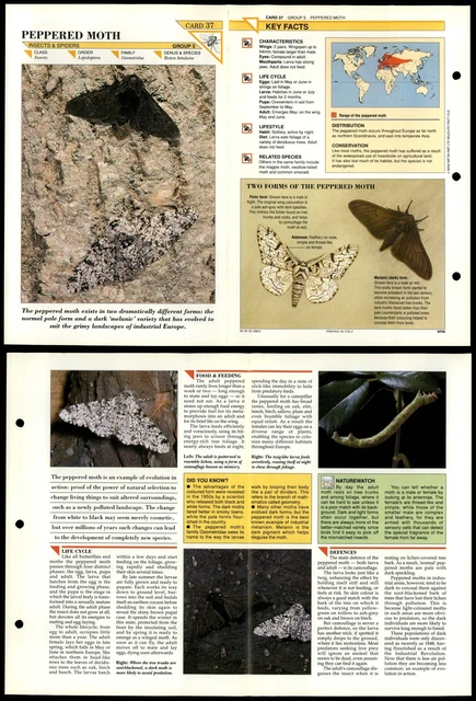 PEPPERED MOTH #37 Insects Wildlife Fact File Fold-Out Card £1.99 ...