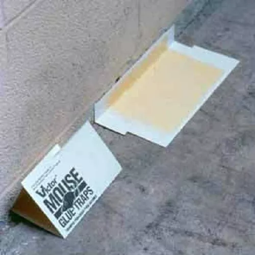 Victor Holdfast Glue Traps Mice Insects 20 glue boards M320