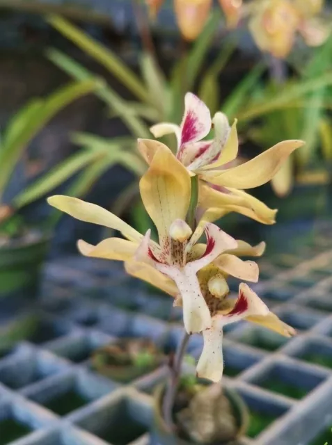 IPSEA THAILANDICA miniature orchid plant species BLOOM FREE CITES CERTIFICATE