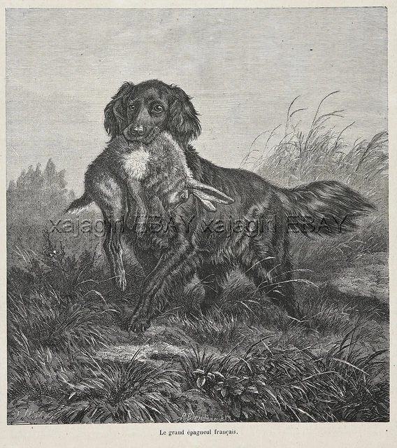 Dog Flat-coated Retriever with Rabbit Hare, Beautiful Large 1870s Antique Print