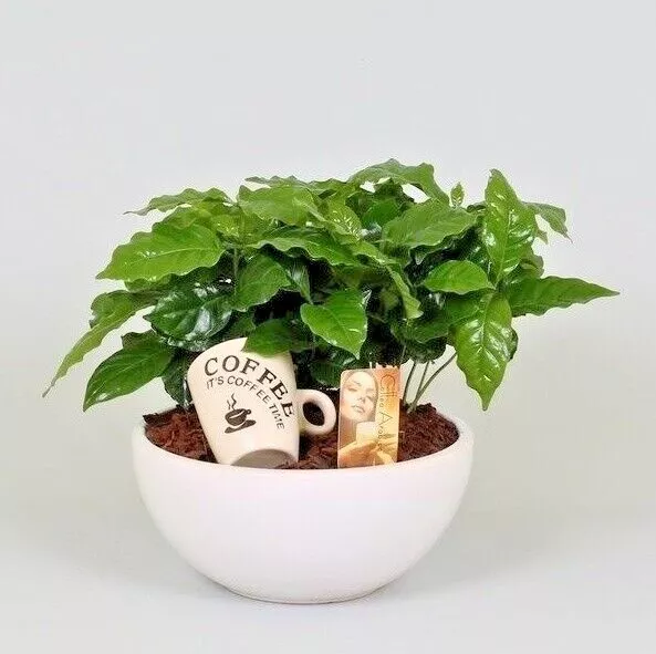 Coffee plant Coffea arabica nana 18 seeds+ FREE REUSABLE PLANT LABEL