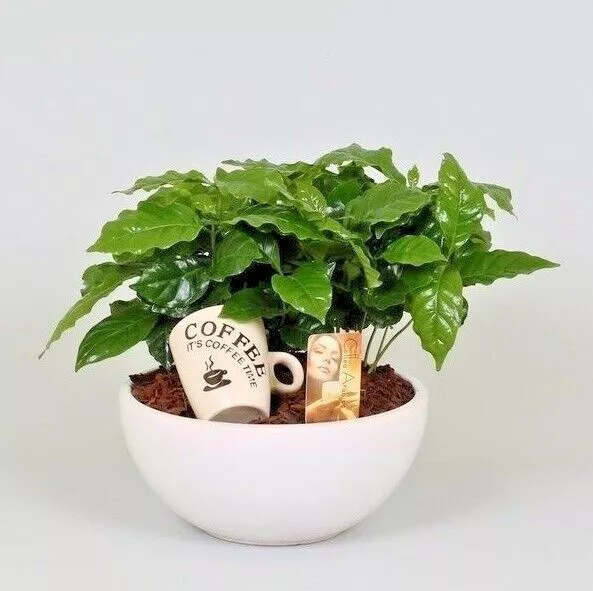 Coffee plant Coffea arabica nana 75 seeds+ FREE REUSABLE PLANT LABEL