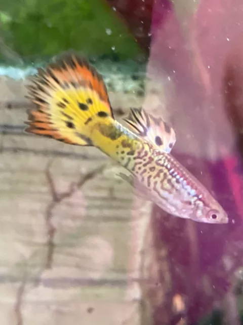 ✨✨✨Live Assorted Guppies✨✨✨