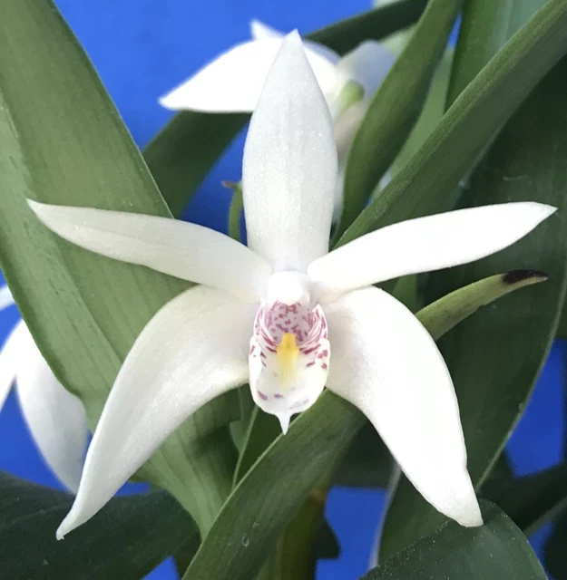 THG ORCHID DEN (Yondi Glow X falcorostrum) 'Labour Day' Est in a