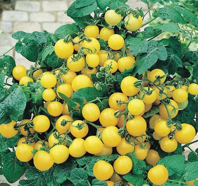 TOMATO TUMBLING TOM yellow x 2