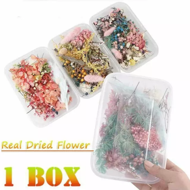 DIY Real Pressed Dried Flower For Art Craft Resin Jewellery Pendant Gift K1H5