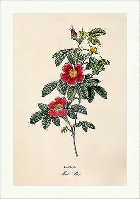 Mai - Rose Rosa Majalis May Rosier Zimtrose Blütenhülle Hagebutte Redoute 246