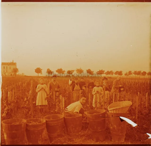 Carrières-sur-Seine Vendange France Photo Stereo PL59L4n5 Plaque verre c1900