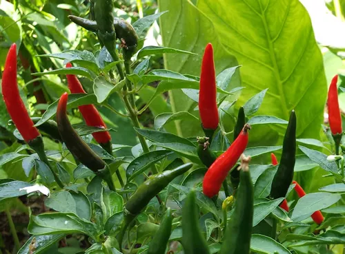 Thai Dark Green Crispy Chilli - An Exceptionally Hot Chilli Pepper 2