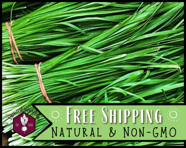 1600+ Garlic Chive Seeds Vegetable & Herb Gardening, Heirloom, Non-GMO, USA