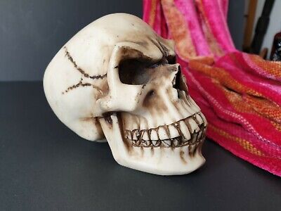 Old Cast Skull …beautiful collection & display item