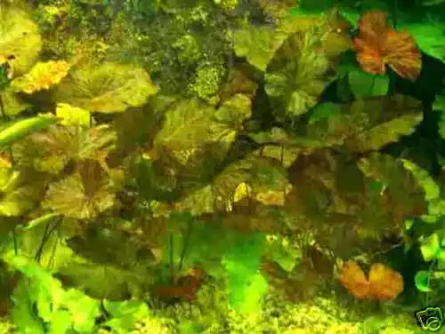 Bundle je 1 rote und grüne Tigerlotus ca. 5 cm, Wasserpflanzen, Aquarienpflanzen