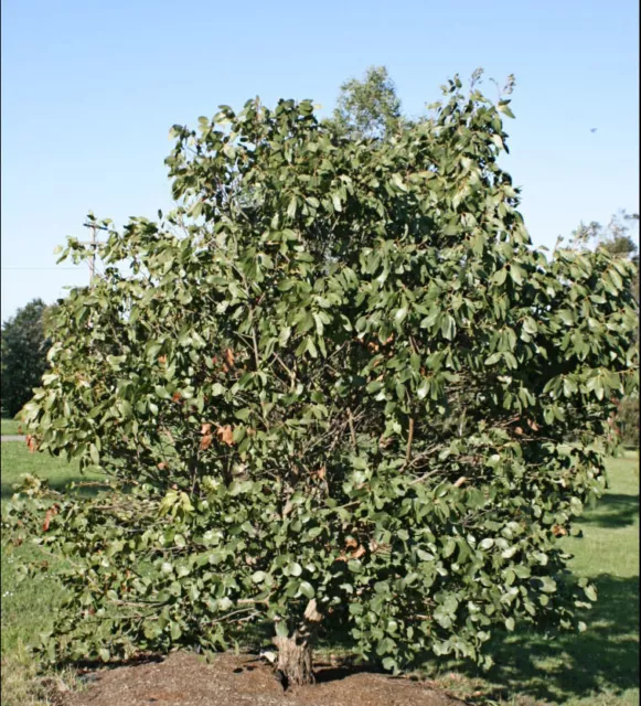 Eucalyptus neglecta - Omeo Gum - 75 Seeds