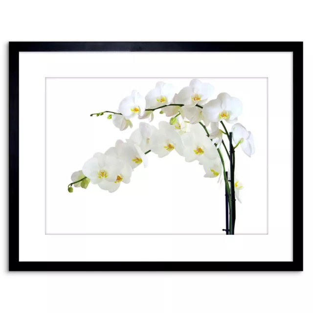 Photo Nature Plant Orchid White Flowers Bloom Framed Print 9x7 Inch