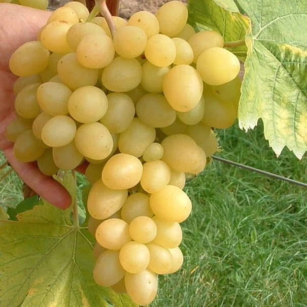 Arkadia ® pilzfeste gelbe Weinrebe fast kernloser Wein  Weintraube 60-90 cm Topf