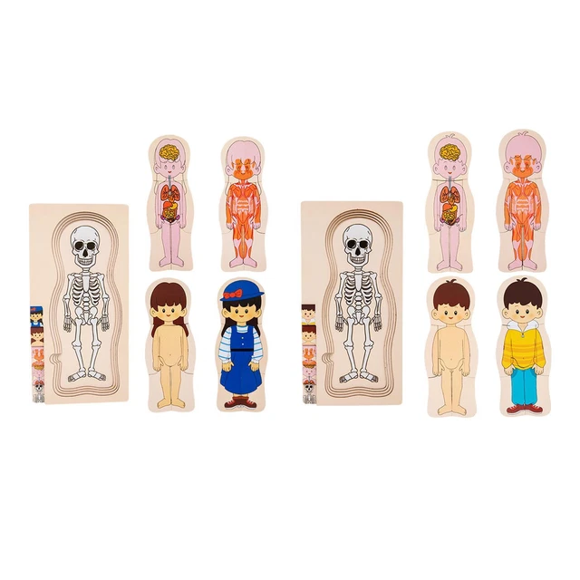 WOODEN HUMAN BODY Puzzle Toys Human Body Parts Puzzle for Age 3 4 5 6 £15.78 PicClick UK