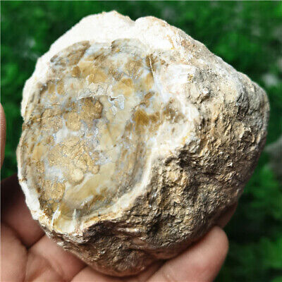 296g Beautiful Petrified Wood Fossil Slice Crystal Freeform Madagascar Z356