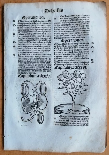 Post Incunable Leaf Hortus Sanitatis Woodcut Melon - 1511