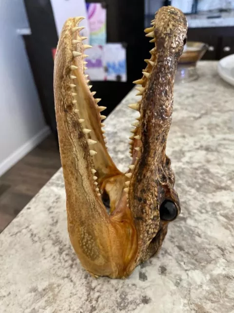 crocodile head taxidermy