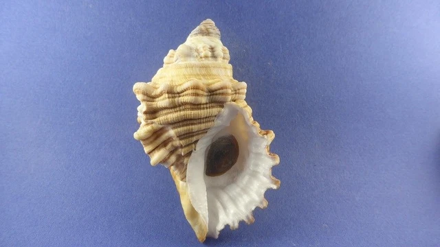 coquillage cabestana spengleri