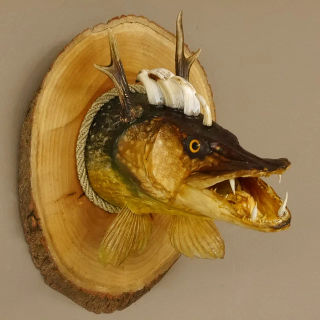 Pez Wolpertinger Preparado Con Keilerzähnen Asta de Ciervo Baumscheibe Taxidermy 2