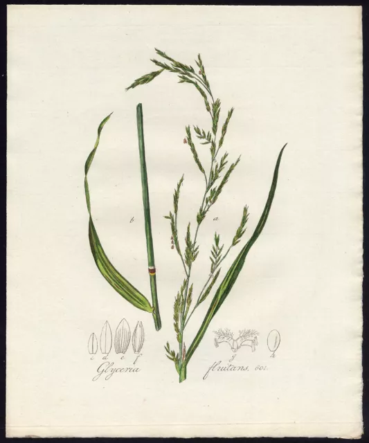 Antique Print-FLOATING SWEETGRASS-GLYCERIA FLUITANS-601-Flora Batava-1800