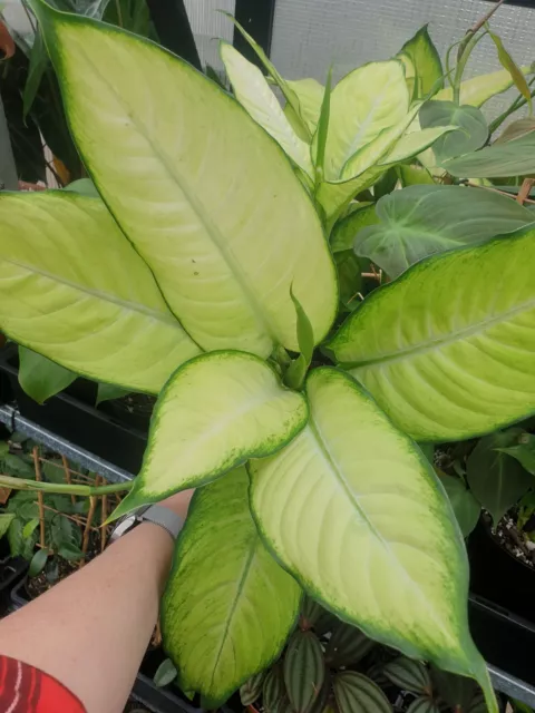 Dieffenbachia seguine 'Tropic Marianne' - Dumb Cane