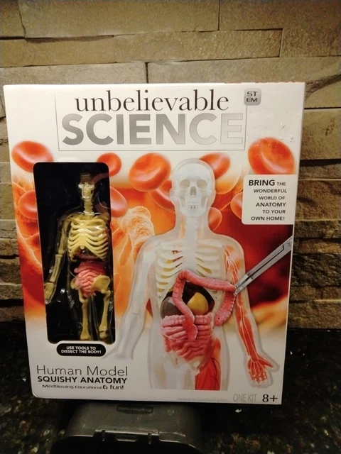 Human Model Science UNBELIEVABLE SCIENCE HUMAN Model Squishy Anatomy 9