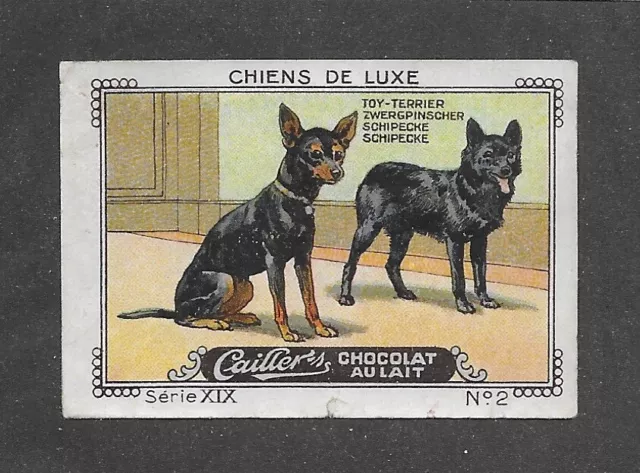 1931 France Nestle Cailler Kohler Dog Card SCHIPPERKE TOY MANCHESTER TERRIER