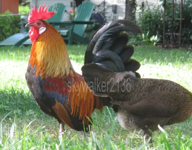 20+ Rare DUTCH Bantam chicken fertile hatching eggs Gorgeous Light Brown variety
