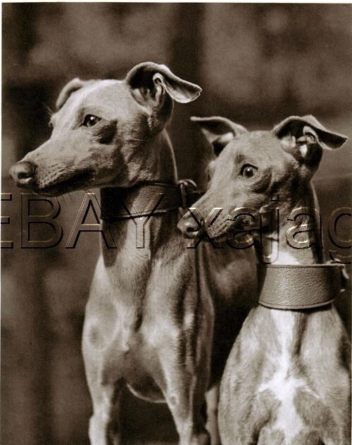 DOG Italian Greyhound, Elegant High Quality 1941 Print