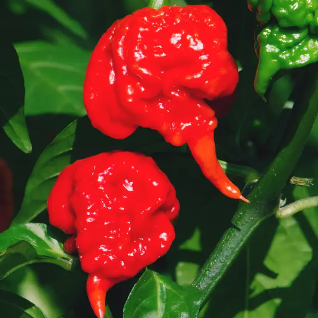 Carolina Reaper Pepper 15 Seeds. World's hottest.  USA. Authentic