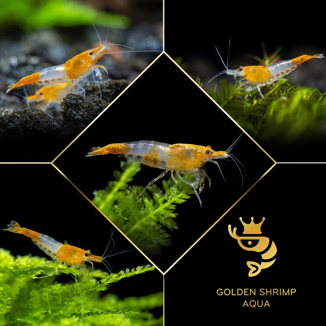 20+2 Black Rose - Neocaridina Freshwater Live Shrimp - High Quality Grade A+++