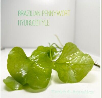Brazilian Pennywort Hydrocotyle Leucocephala Buy2 Get 1 FREE