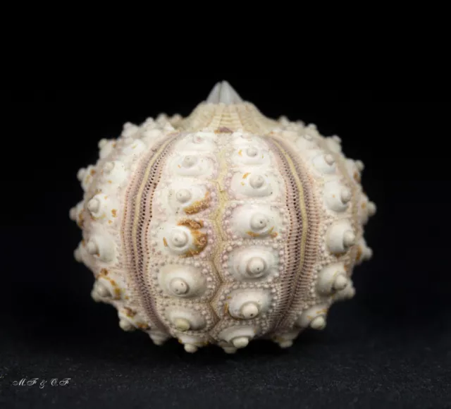 Seeigel, Sea urchin Stylocidaris affinis, Cidaridae 45mm. Philippinen 2