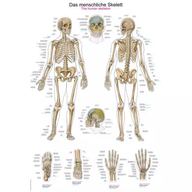 Erler Zimmer anatomische Lehrtafel, Das menschliche Skelett, Lehrmittel 2 Größen