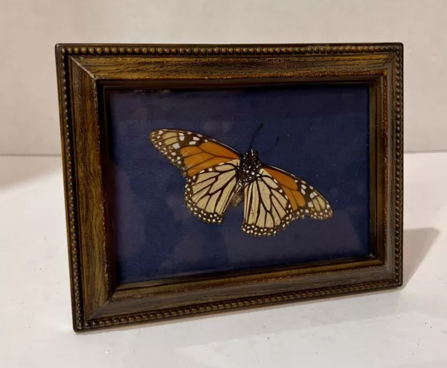 REAL Danaus plexippus verso ORANGE BLACK MONARCH FRAMED BUTTERFLY INSECT