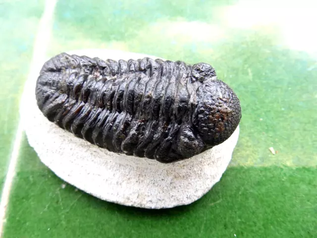 Fosiles Trilobites " Precioso Trilobite  Phacops  De  Alnif(Marruecos) - 12B22 "