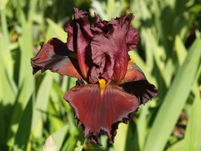 Schwertlilie / Iris " Battle Hymn "