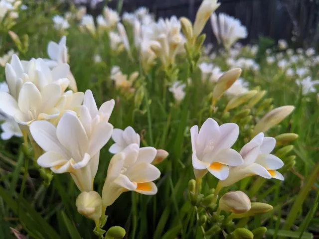 100+ Freesia Seeds Large White Fragrant Flowers. Organic 2023 New Season Harvest