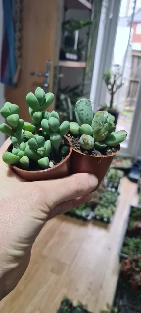 Corpuscularia lehmannii/Adromiscus Cooperi